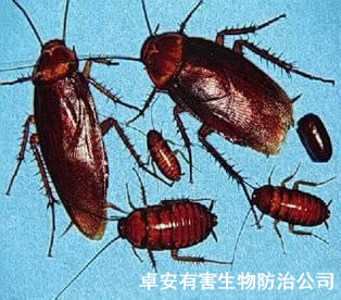 杀蟑螂需关注蟑螂在家里的三大“驻地”－深圳卓安有害生物防治公司