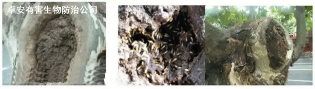 树木白蚁的危害和防治－虹舟除虫公司