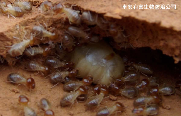 白蚁防治：白蚁如何繁衍生长？－深圳卓安有害生物防治公司
