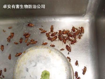 灭蟑螂需关注蟑螂在室内的三大“驻地”－深圳卓安有害生物防治公司
