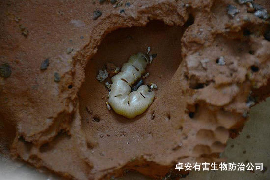 巨型白蚁窝发现拇指大白蚁后－深圳虹舟除虫公司