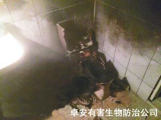 女子灭蟑螂引发台湾马桶爆炸－深圳卓安除虫公司