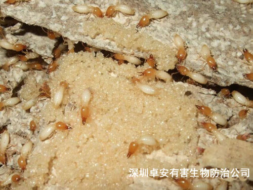 白蚁防治需找专业人员处理－深圳卓安有害生物防治公司
