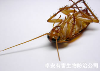 灭杀蟑螂药的使用方法指南－深圳卓安除虫公司