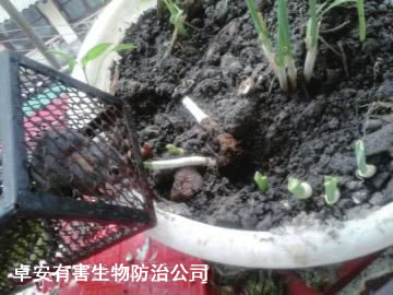 阳台种菜防老鼠和灭鼠妙招－深圳卓安除虫灭鼠公司