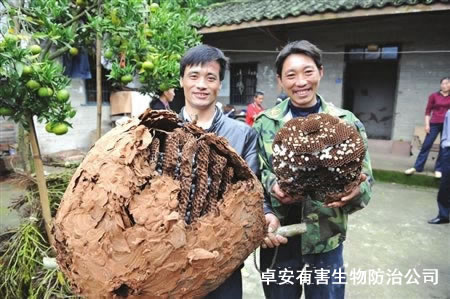 一家三口10年消灭几千个马蜂窝－深圳卓安除虫公司