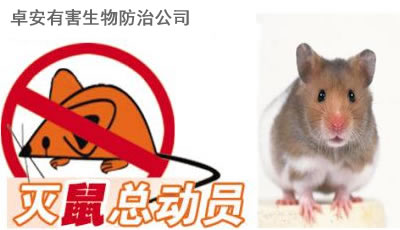 做好防鼠、灭鼠工作预防出血热－深圳卓安除虫灭鼠公司