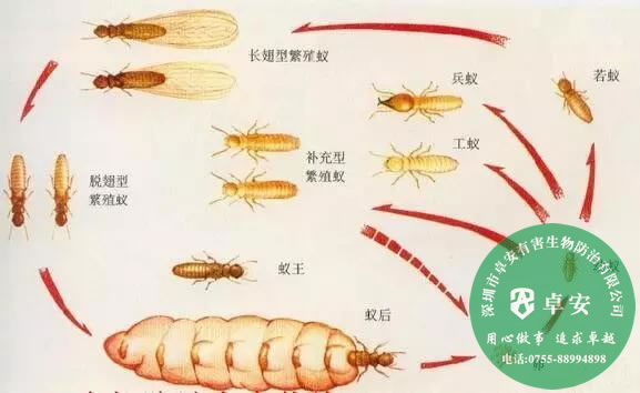 如何防止白蚁进门及消灭白蚁？－深圳卓安有害生物防治公司