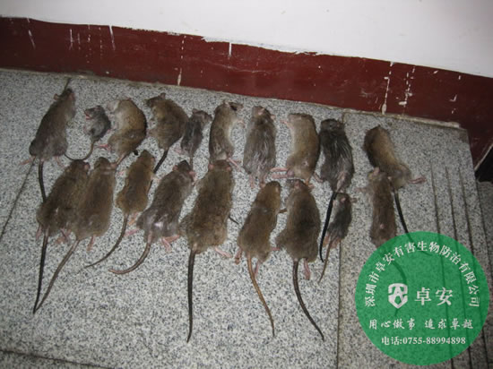 各种灭鼠小方法教教你－深圳卓安有害生物防治公司