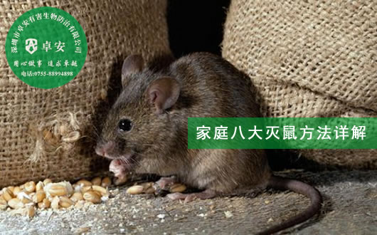 家庭八大灭鼠方法详解－深圳卓安有害生物防治公司
