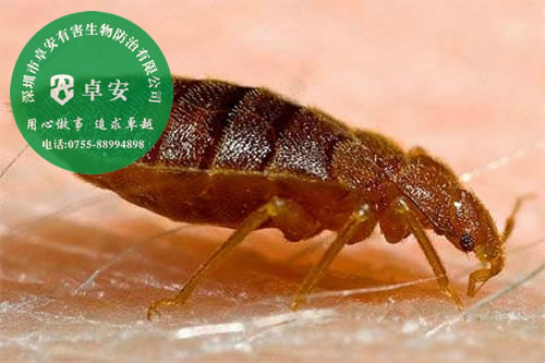 五大方法让你轻松消灭臭虫－深圳卓安有害生物防治公司