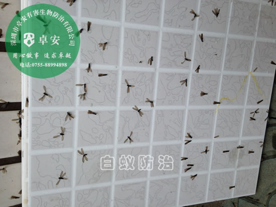 科学灭杀白蚁有技巧－深圳卓安有害生物防治公司