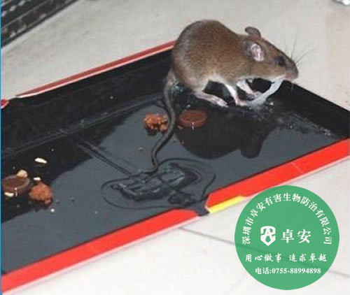 实用又省钱的九大灭老鼠方法－深圳卓安有害生物防治公司