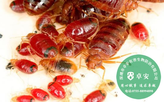 家里出现臭虫的原因及如何消灭臭虫－深圳卓安有害生物防治公司