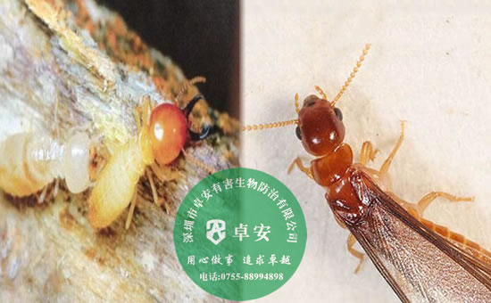 白蚁防治五大方法指南－深圳卓安有害生物防治公司