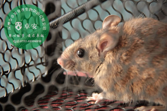 冬季灭鼠的好方法及防鼠措施－深圳卓安有害生物防治公司