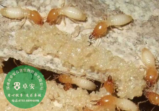 白蚁的危害有哪些？－深圳卓安有害生物防治公司