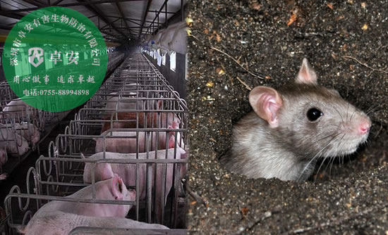 养猪场有效灭鼠方法指南－深圳卓安有害生物防治公司