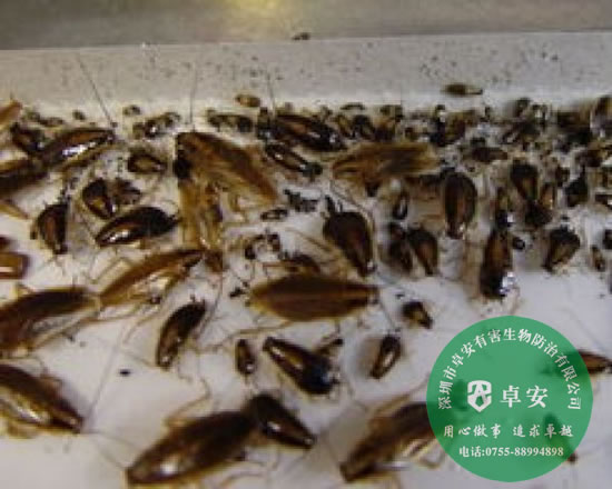 室内除虫灭蟑螂的八大方法－深圳卓安有害生物防治公司