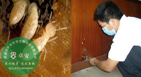 预防白蚁传播的三种方式－深圳卓安有害生物防治公司