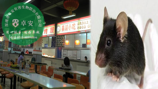 餐馆如何有效消灭老鼠？－深圳卓安有害生物防治公司