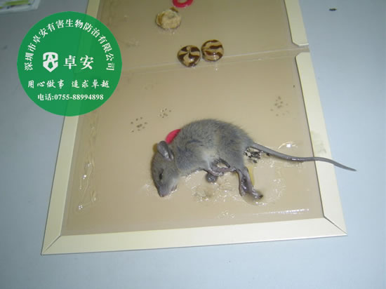 家里灭鼠全攻略之物理灭鼠法－深圳卓安有害生物防治公司