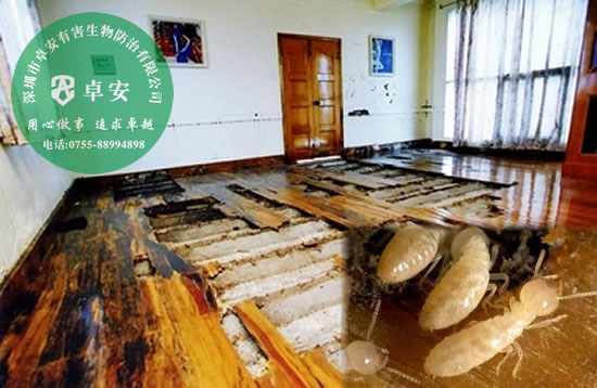 房屋建筑白蚁防治方法－深圳卓安有害生物防治公司