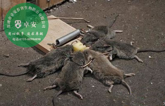 灭鼠之全球鼠害分析指南－深圳卓安有害生物防治公司
