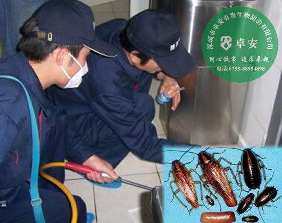 家居除虫灭蟑螂方法－深圳卓安有害生物防治公司