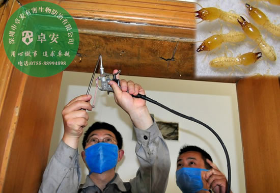 家中发现白蚁怎么灭？－深圳卓安有害生物防治公司