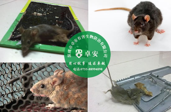 民间新奇灭鼠方法集锦－深圳卓安有害生物防治公司