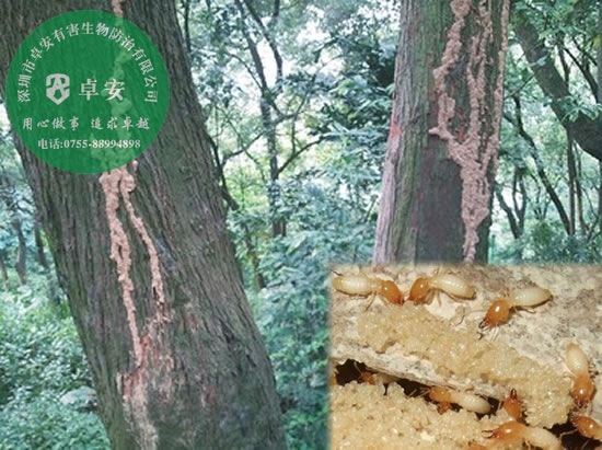 园林树木的白蚁预防方法－深圳卓安有害生物防治公司
