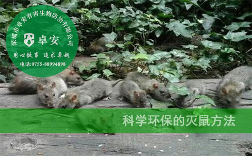 科学环保的灭鼠方法－深圳卓安有害生物防治公司