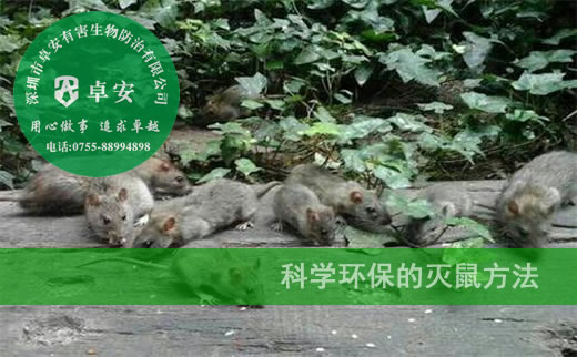 科学环保的灭鼠方法-深圳卓安有害生物防治公司