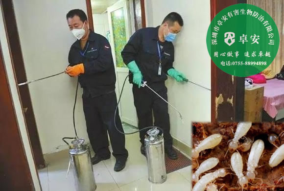 专家四招教你怎么防治白蚁－深圳卓安有害生物防治公司