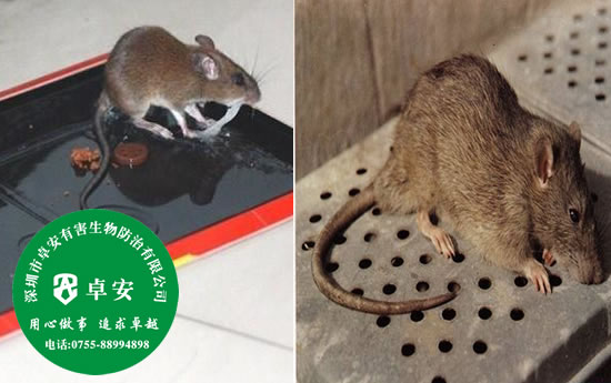网友提供的有效灭鼠方法－深圳卓安有害生物防治公司