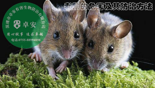 老鼠的危害及其防治方法－深圳卓安有害生物防治公司