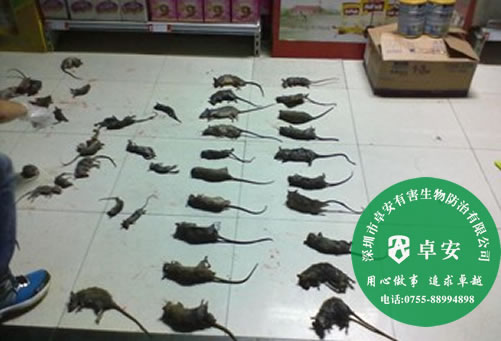 防鼠和灭鼠方法指南－深圳卓安有害生物防治公司