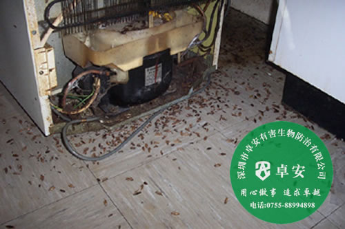 消灭蟑螂需要了解蟑螂－深圳卓安有害生物防治公司