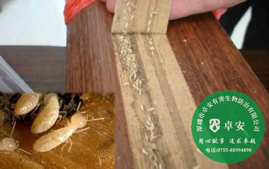 白蚁防治的相关知识-深圳卓安有害生物防治公司